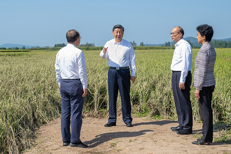9月6日至8日，中共中央總書(shū)記、國(guó)家主席、中央軍委主席習(xí)近平在黑龍江考察。這是7日上午，習(xí)近平在遭受洪澇災(zāi)害的哈爾濱尚志市老街基鄉(xiāng)龍王廟村，察看水稻受災(zāi)情況。